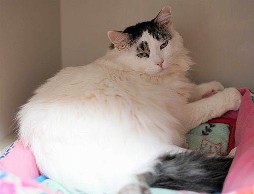 Adopt a friend: Frosty